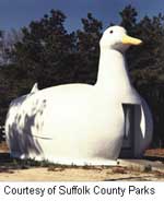 Big Duck